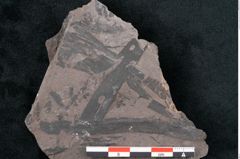 Foto (Detailansicht) von Noeggerathia palmaeformis Goeppert (NHMW-GEO-2024-0188-10755)